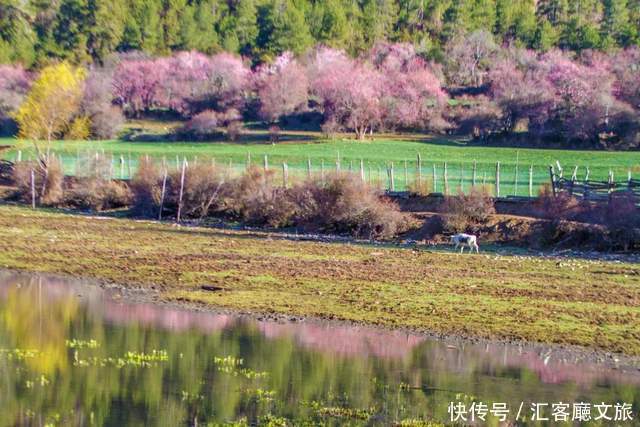 看遍国内花海，唯独林芝桃花、金川梨花，这个3月不容错过！