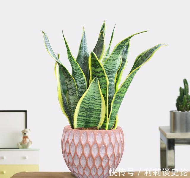 虎皮兰多久浇一次水,按照这个方法浇水,虎皮兰怎么养都安全