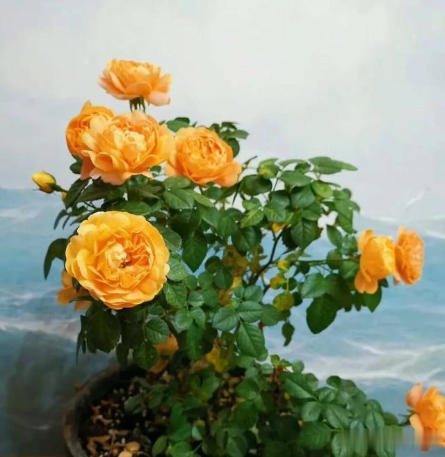 圆滚滚的绣球,瀑布般的花墙,这届花友也太会种花了吧