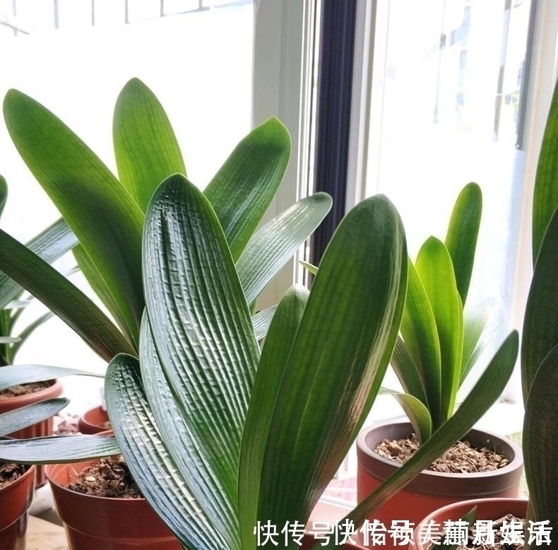君子兰不长新叶多是这些因素导致这样养,让君子兰快速生长