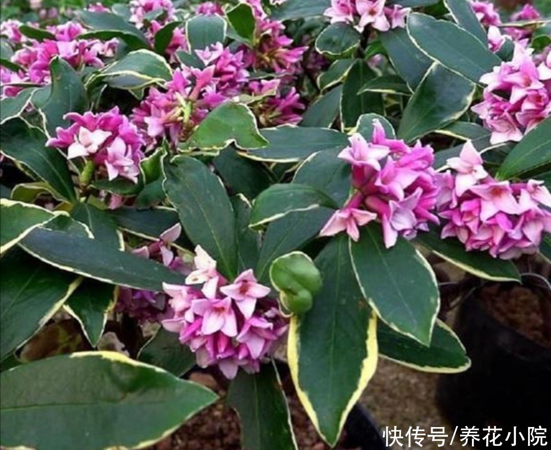 阴凉处|夏天太热，6种花要休眠，切记不要乱施肥，放到阴凉处静养