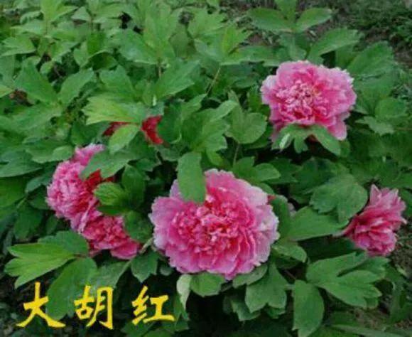 喜欢牡丹花，却一不小心买到芍药！附牡丹花品种图鉴大全