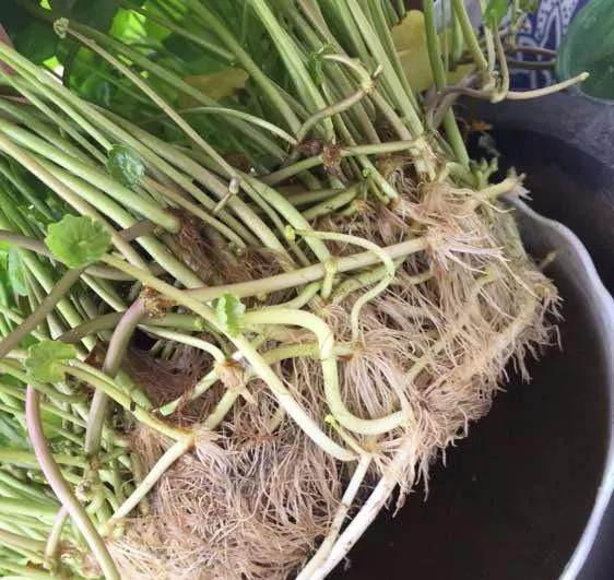 铜钱草养在这个地方,一周就爆盆,叶子能长成巴掌这么大