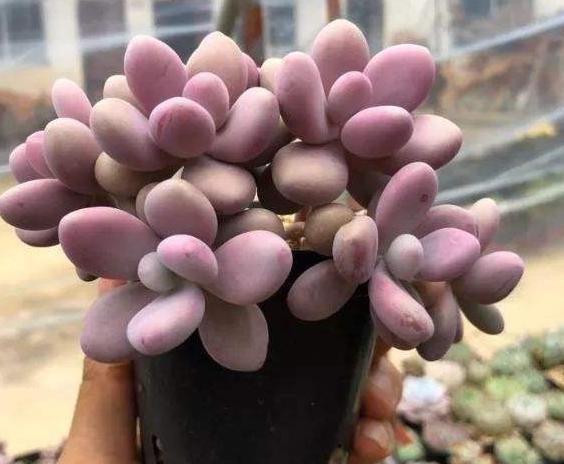 天热多肉叶子发蔫、打卷学会4招,越长越美,精神百倍