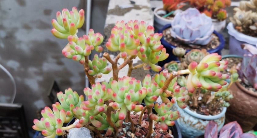 多肉乙女心|如何养殖出漂亮又独特的多肉乙女心?抓住3点就够了