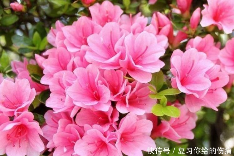 奥斯汀|4种花人见人爱，仙气十足，花开美观又大气，花色艳丽灿烂无双