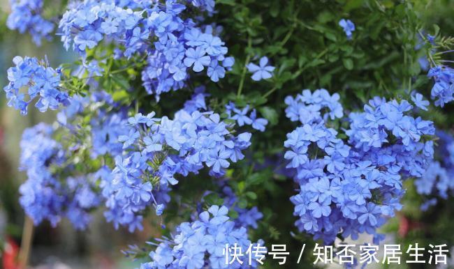 6种“便宜花”,稍加打理养成“棒棒糖”,给多少钱都不卖