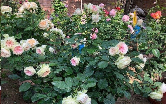 月季|五月修剪月季花,3个技巧掌握好,下一茬开花更劲爆