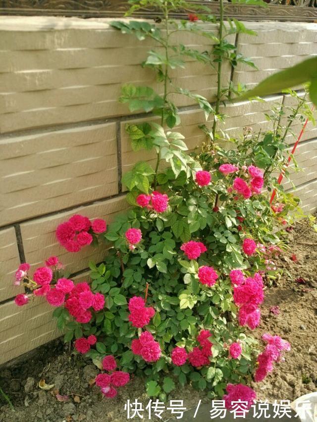月季|这“4种花”,耐高温,开花多,种在屋顶、露台,开成漂亮小花园