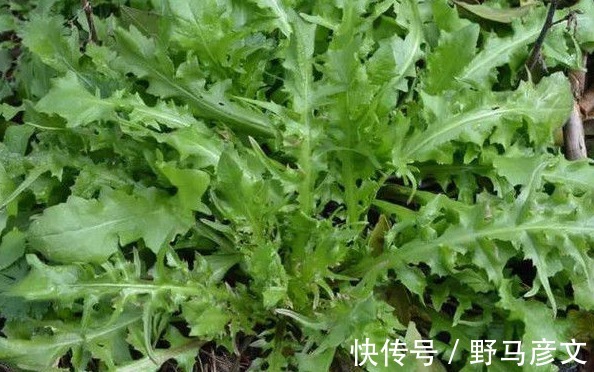 清熱解毒|農村以下3種野菜，能清熱解毒，順氣和胃，健脾消食，早知早好