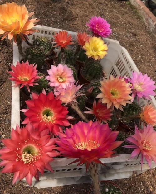 美极了|养了四年的仙人球,跟着老花农学会两件事,现在长满花苞,美极了