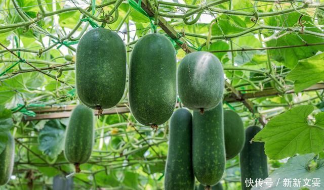 血糖稳定|糖尿病夏季饮食记住6个“一”,餐后血糖稳定,糖化妥妥降