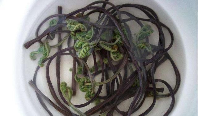 美味|你吃过山蕨菜吗它不仅是种可口的美味,对我们身体有很有帮助哦