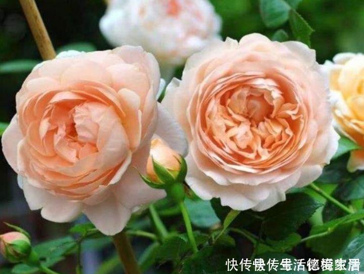 柠檬粉|阳台养这几朵花,花开不断,开花幽香暗淡,花型圆滚惹人爱