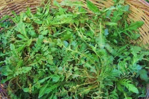 荠菜|比蒲公英还健康的野菜,在路边经常见到,常吃好处多,还能降血压