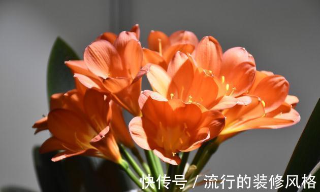 君子兰|君子兰有3个症状,及时处理,否则花期不开花