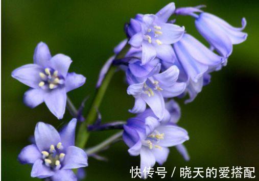 美人蕉|8月12日-8月28日,庭院选这几款花,服盆快长势旺,简单易爆盆