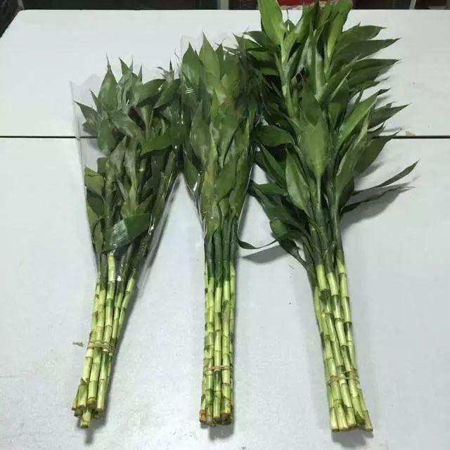 富贵竹不生根这种“液体”泡10天,冒出一圈小白根,再不黄叶