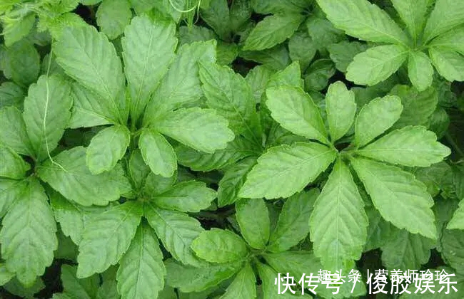 白花蛇舌|癌症最怕的3种野菜,营养健康,预防癌症有奇效,大家不妨了解下