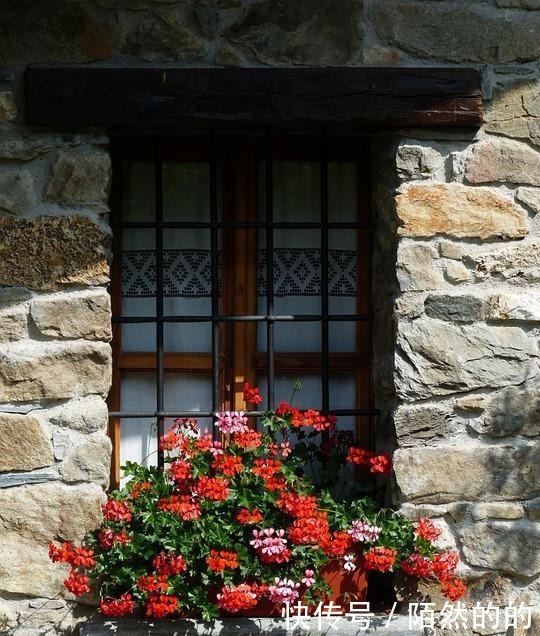 她只养了1种花，1米小阳台却开成花海！她只养了1种花，1米小阳台却开成花海！