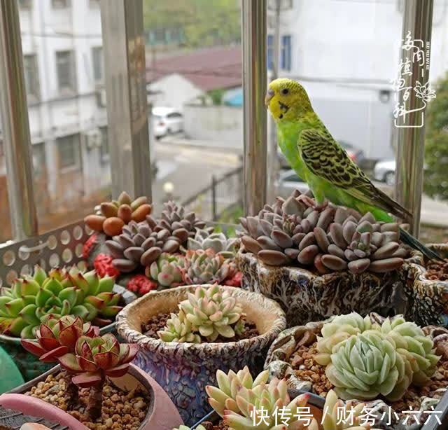 揭秘：那些干净又温暖的多肉照片从哪里来？