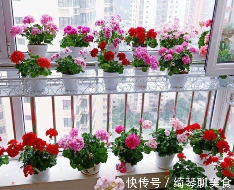 花期|这些花特别容易开花,并且花期超长,开花时繁花似锦,花量还大