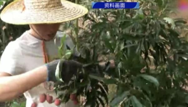 眼睛|警惕！男子摘荔枝划伤眼睛险些失明