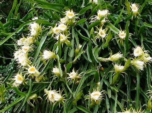 春季养生，女人应该多吃三种食物，补肾安神，健脾养心，清热消毒