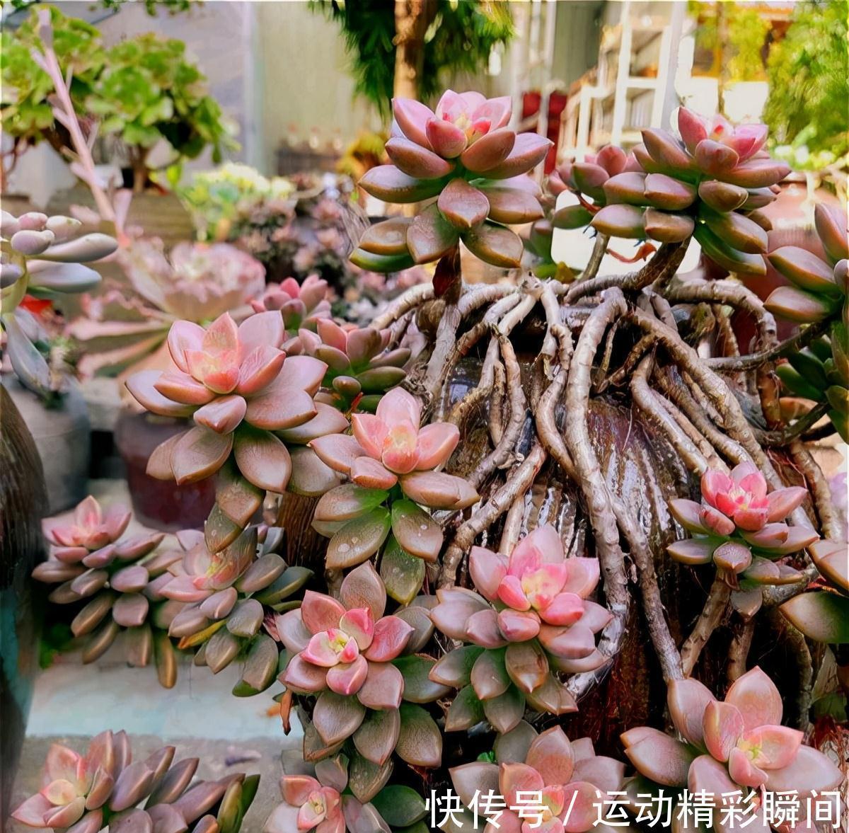 天冷需要多晒的“8种花”,有些还要“断粮少水”,不然熬不过冬