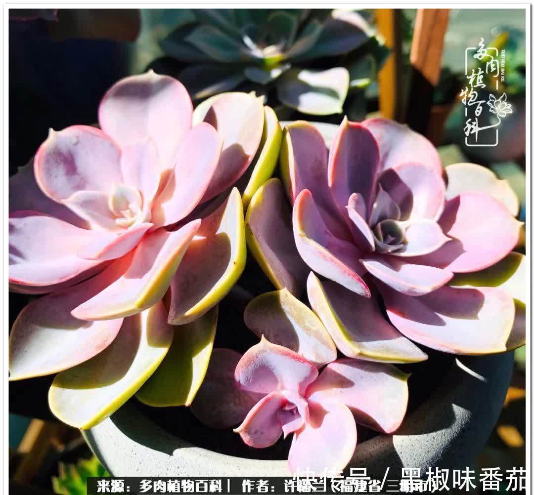 尖尖|养多肉两年,美丽与赏心悦目并存!