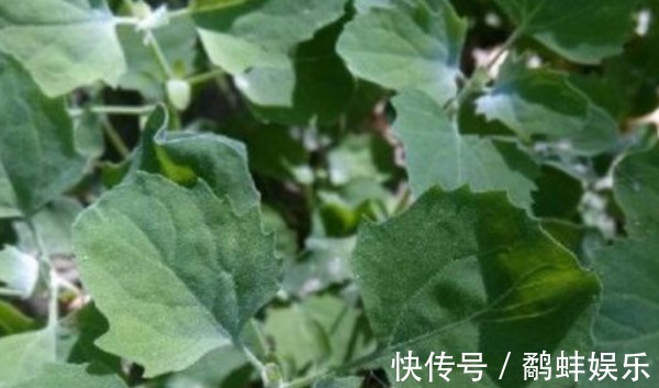 马齿笕|比马齿笕还营养的野菜，有不少好处，城里人买都买不到！