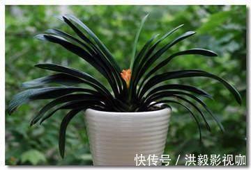 抽葶|专业应对君子兰夹箭技巧，3天抽箭开花，简单粗暴又有效