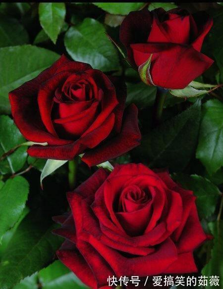 桂花|此花,比牡丹漂亮,比桂花还香,家里放一盆,能熏一室香,超赞!