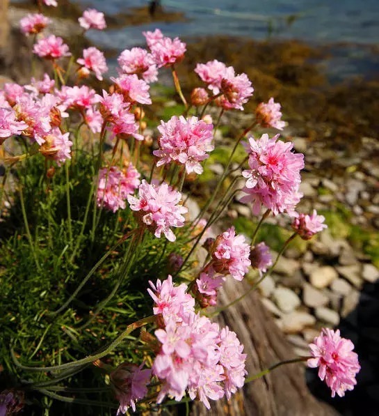 海 石 竹 花