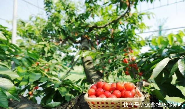 盘点厉害的水果品种推荐