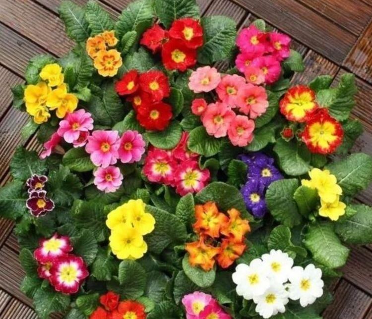 种花|有钱人都养4种花,开花爆盆花期长,花大色艳真漂亮,谁养谁上瘾