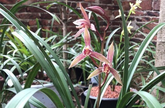 花友们|“它们”是天然的氮磷钾肥,兰花用上了,想不爆盆都难