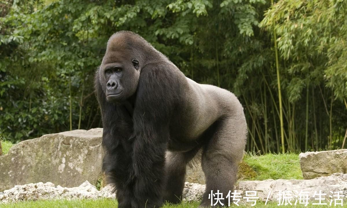 蛋白粉|大猩猩不吃牛肉，不喝蛋白粉，为什么肌肉比健美选手还生猛