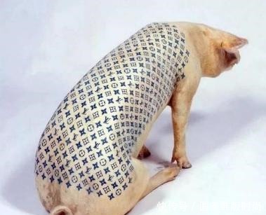 中国|老外在中国养猪,不为吃肉只为猪皮,并称猪皮比黄金还值钱!