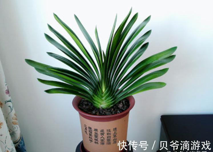 适合客厅养的“6种花”,一个比一个好养,一个比一个好看