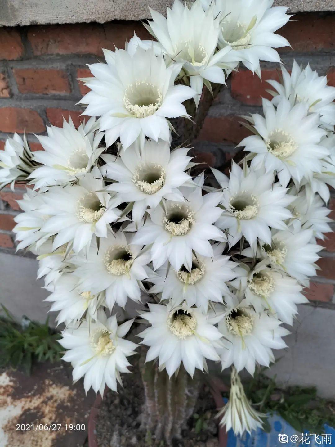 10种“养不死”的花,绿萝只能排最后一名,养死3种以上的举手