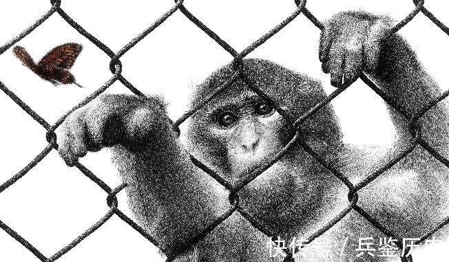 海陆空!动物写作的独特样本:周晓枫全新散文集《幻兽之吻》出版