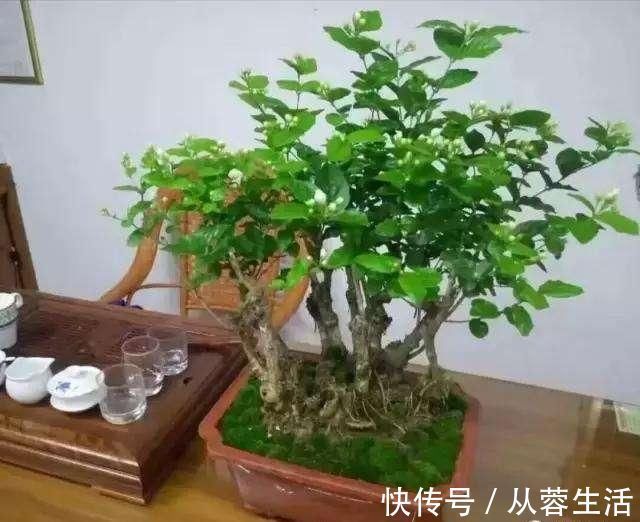 秋季|老桩茉莉开花更有“韵味”,学会4招,你也能养出老桩