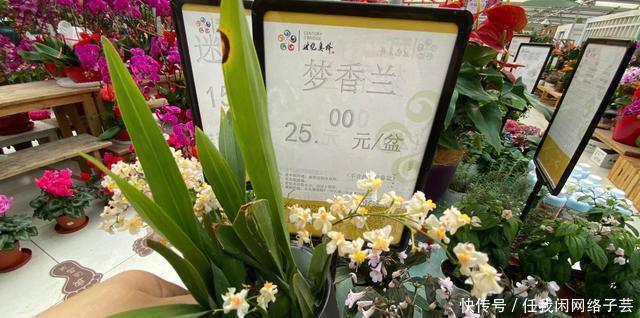 北京开了第一家绿植花卉大超市,就在南三环边上明码标价新鲜实惠