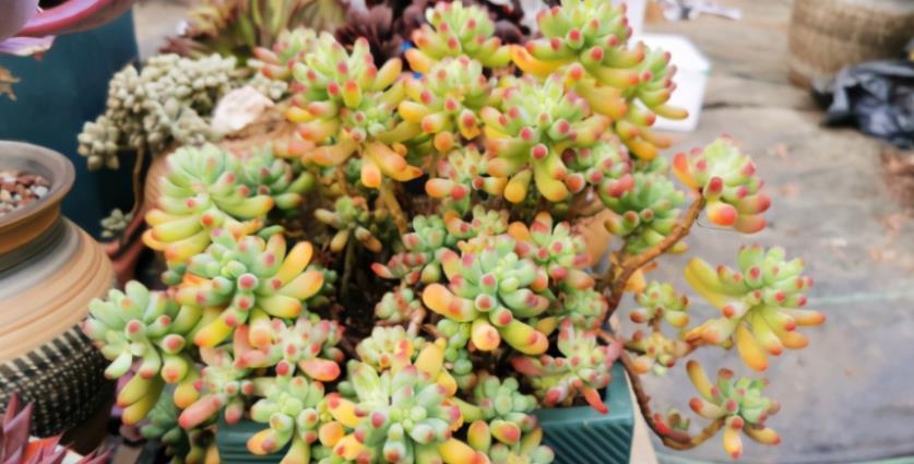 多肉乙女心|如何养殖出漂亮又独特的多肉乙女心?抓住3点就够了