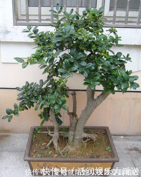 种植|家养一盆枸骨盆景,叶片青翠风景好,从年头赏到年尾!