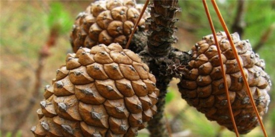 一个小松塔放进花盆,不久就变小松林,没曾想长得这么美