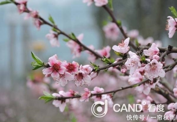 春分已至 你的养生闹铃响了吗?