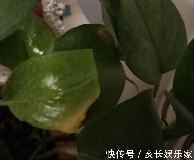 绿萝怎么了叶子出现烂边，处理的及时了叶子锃亮锃亮的！