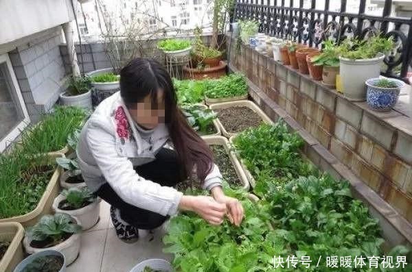 阳台还在晒衣服，拿来种菜可以吃上一整年，可香了！